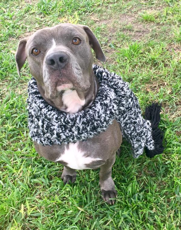 /Images/uploads/Animal Rescue Foundation/puppyprom/entries/3780thumb.jpg